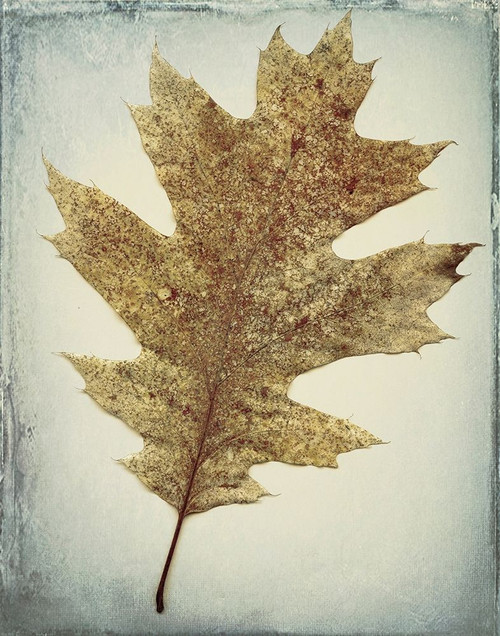 Oak Leaf Poster Print by Kathy Mahan - Item # VARPDXPSMHN730