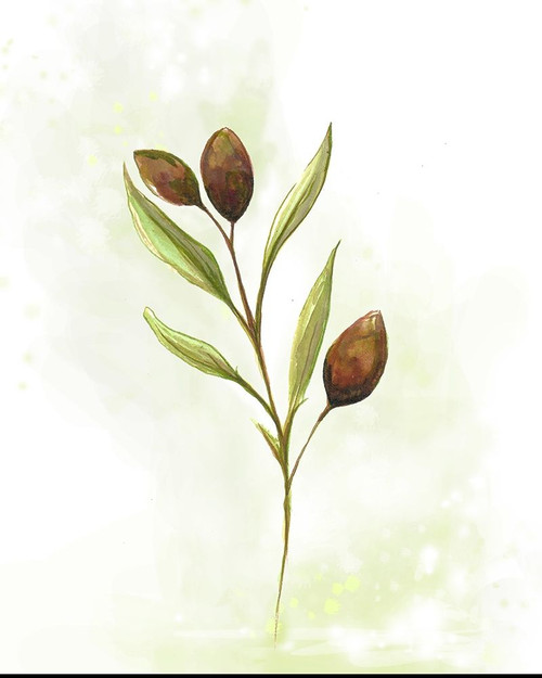 Fresh Herbs VI Poster Print by Diannart - Item # VARPDX12828B