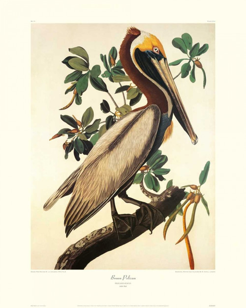 Brown Pelican Poster Print by John James Audubon - Item # VARPDX132790