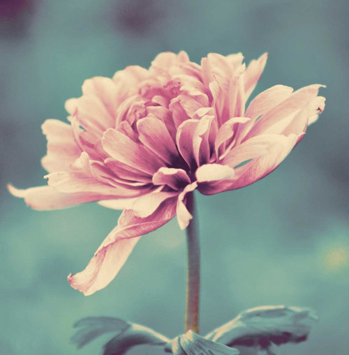 Gorgeous Pink Poster Print by Gail Peck - Item # VARPDX10077