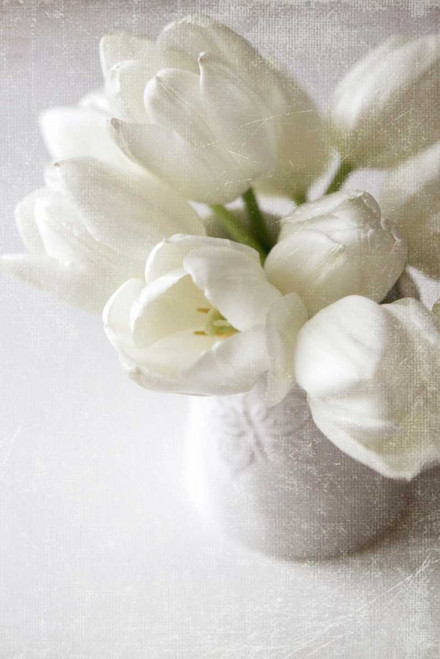 Vanishing in the White Elegance Poster Print by Sarah Gardner - Item # VARPDX10138