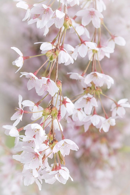 Soft Cherry Blossoms I Poster Print by Kathy Mahan - Item # VARPDXPSMHN787