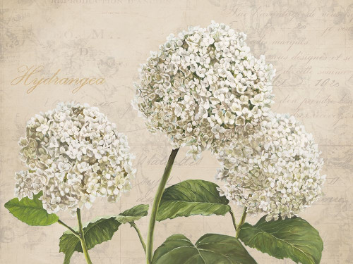 Hydrangeas I Poster Print by Dellal Remy - Item # VARPDX3DE4450