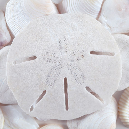 Seashells II Poster Print by Kathy Mahan - Item # VARPDXPSMHN733
