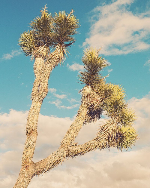 Untitled No. 2 Poster Print by Myan Soffia - Item # VARPDXS1738D