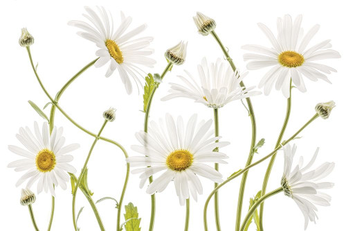 High Kew Daisies Poster Print by Mandy Disher - Item # VARPDX19492