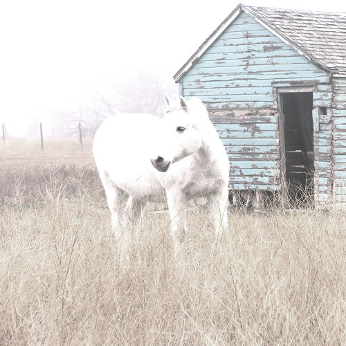 High Key Horse I Poster Print by Carol Robinson - Item # VARPDX40071