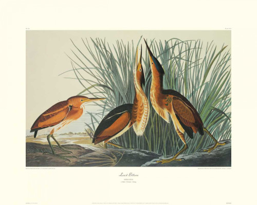 Least Bittern Poster Print by John James Audubon