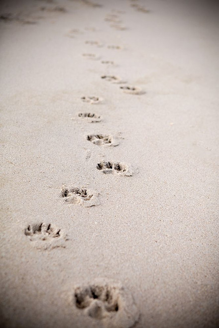 Paw Prints In Sand Poster Print by Karyn Millet - Item # VARPDXPSMLT833