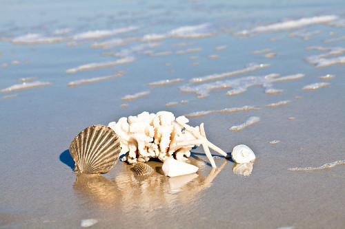Seashell Reflection Poster Print by Susan Bryant - Item # VARPDX11044Q