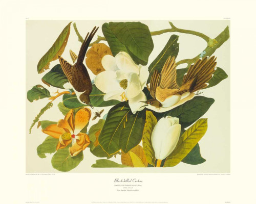 Black-Billed Cuckoo Poster Print by John James Audubon - Item # VARPDX132788