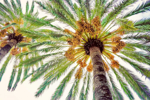 Chic Palms I Poster Print by Acosta - Item # VARPDX10474M