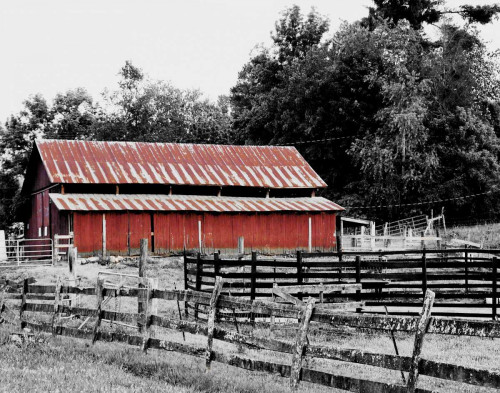 BW Rustic Barn Poster Print by Gail Peck - Item # VARPDX10972DD