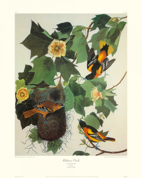 Baltimore Oriole Poster Print by John James Audubon