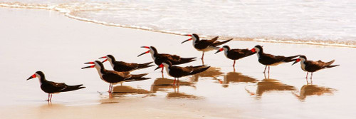 Black Skimmers II Poster Print by Kathy Mansfield - Item # VARPDX10759G