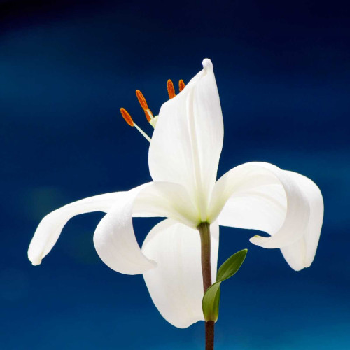 Lily On Blue Poster Print by Gail Peck - Item # VARPDX10540