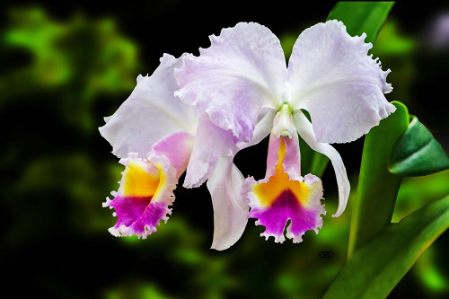White, Yellow and Fuchsia Orchids Poster Print by Don Spears - Item # VARPDXS1712D