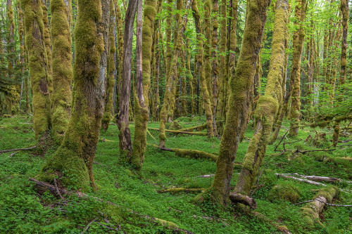 Big Leaf Maple Grove Poster Print by Kathy Mahan - Item # VARPDXPSMHN830