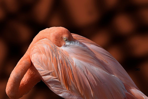 Flamingo Poster Print by Don Spears - Item # VARPDXS1708D