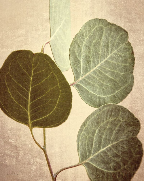 Eucalyptus Color Poster Print by Debra Van Swearingen - Item # VARPDX45743