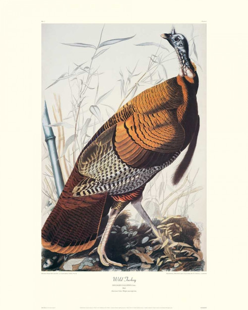 Wild Turkey Poster Print by John James Audubon - Item # VARPDX132767