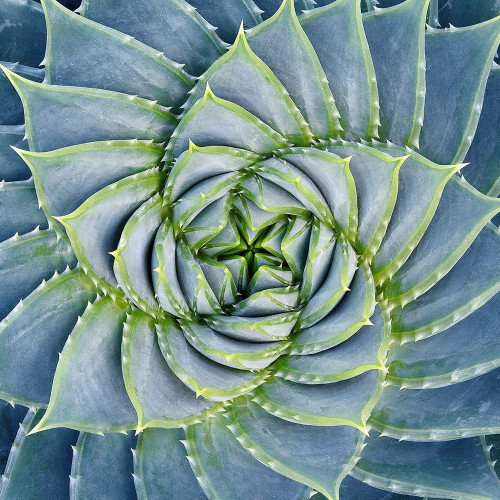 Spiral Succulent Poster Print by Jan Bell - Item # VARPDXB3278D