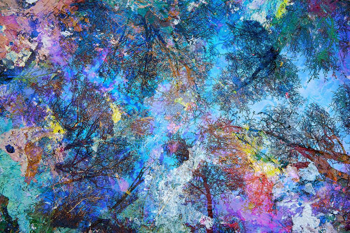 Dreaming up to the Trees Poster Print by Michael Broom - Item # VARPDXB3614D