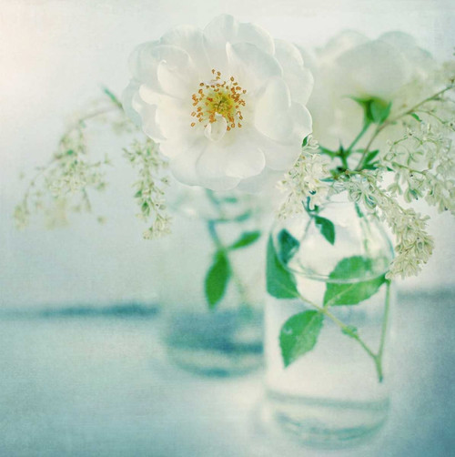 White Peonies Poster Print by Sarah Gardner - Item # VARPDX11400