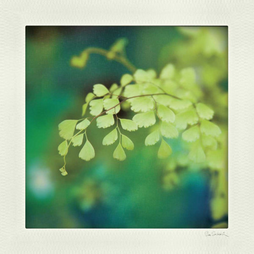 Natures Fern II Poster Print by Sue Schlabach - Item # VARPDX10497