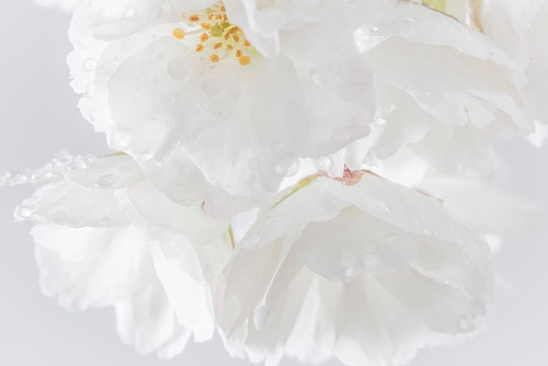 White Cherry Blossoms II Poster Print by Kathy Mahan - Item # VARPDXPSMHN790