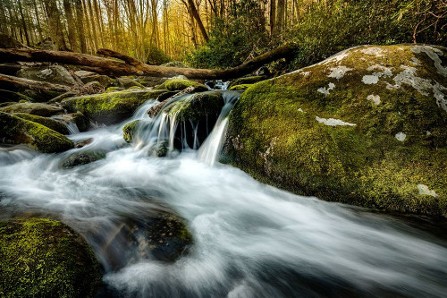 Fallen Timber Poster Print by Andy Amos - Item # VARPDX13530D