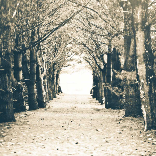 Woods Square Poster Print by Kelly Poynter - Item # VARPDX10438D