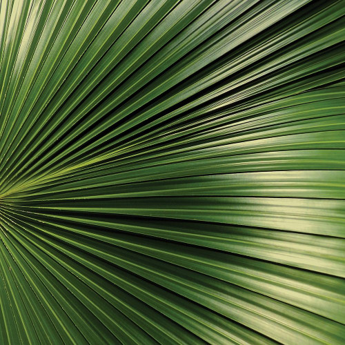 Nature Up-Close IV Poster Print by Monika Burkhart - Item # VARPDXPSBHT445