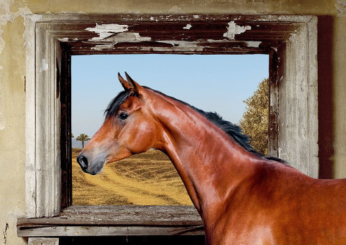 Arab King Poster Print by Julian Lauren - Item # VARPDX3AP4330