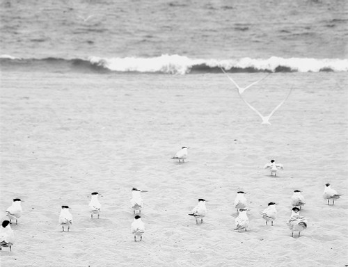 The Coastline Flock Poster Print by Bill Carson Photography - Item # VARPDX12086GG