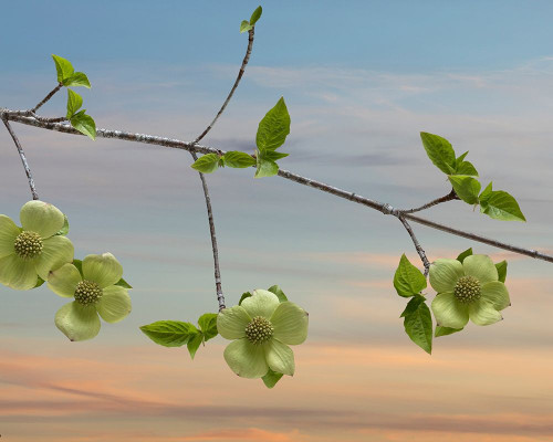 Dogwood at Sunset I Poster Print by Kathy Mahan - Item # VARPDXPSMHN799