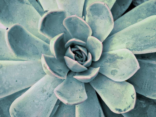 Teal Succulent Poster Print by Susan Bryant - Item # VARPDX10259