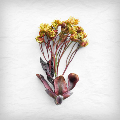 Jumping for Yellow Poster Print by Daniela Savogne - Item # VARPDXDT033A