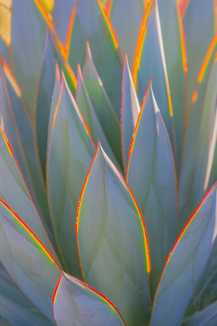California Agave I Poster Print by Kathy Mahan - Item # VARPDXPSMHN815