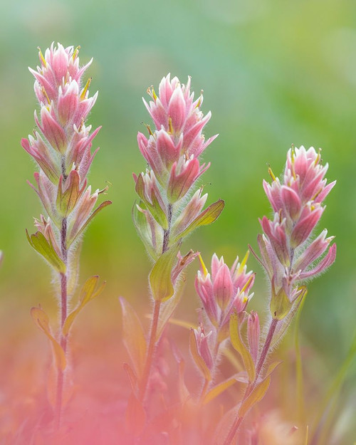 Indian Paintbrush I Poster Print by Kathy Mahan - Item # VARPDXPSMHN807