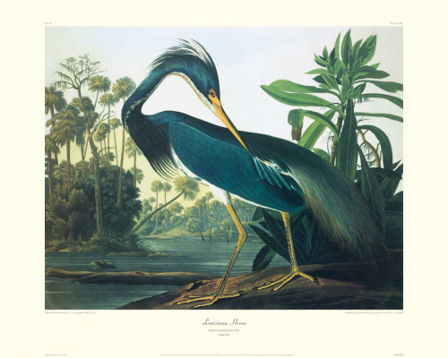 Louisiana Heron Poster Print by John James Audubon - Item # VARPDX132797