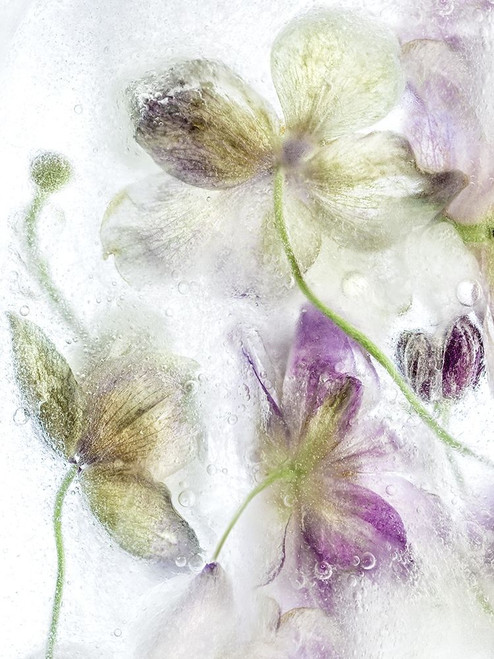 Frozen Floral IV Poster Print by Mandy Disher - Item # VARPDX19498
