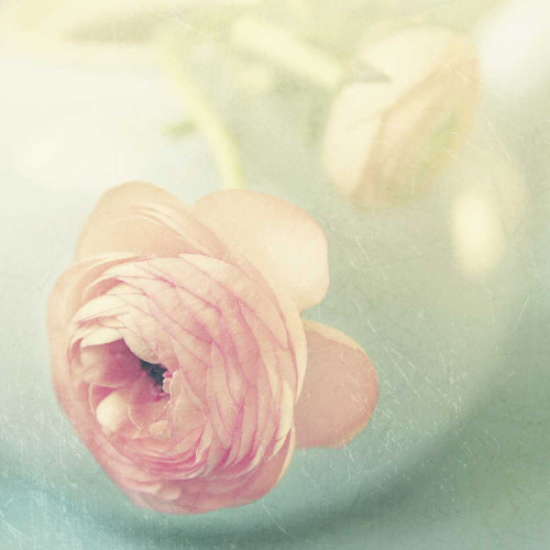 Vintage Pink Peony II Poster Print by Sarah Gardner - Item # VARPDX10124B