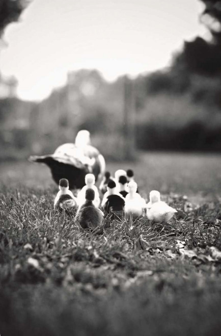 Ducklings Poster Print by Kelly Poynter - Item # VARPDX10489M