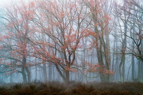 Misty Contrasts Poster Print by Lars Van de Goor - Item # VARPDX40334