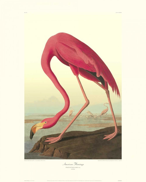 American Flamingo Poster Print by John James Audubon