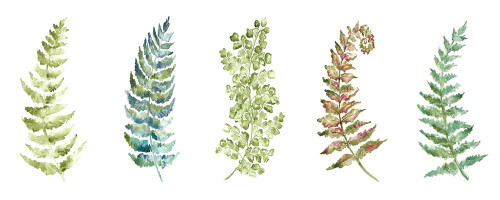 Botanical Ferns Panel Poster Print by Tre Sorelle Studios - Item # VARPDXRB12818TS