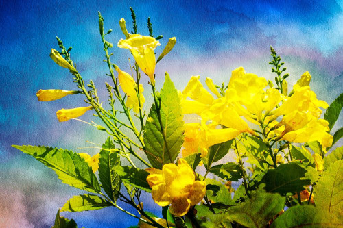 Flowers on Watercolor II Poster Print by Alan Hausenflock - Item # VARPDXPSHSF2253