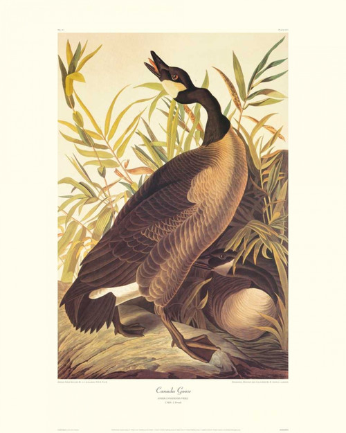 Canada Goose Poster Print by John James Audubon - Item # VARPDX132760