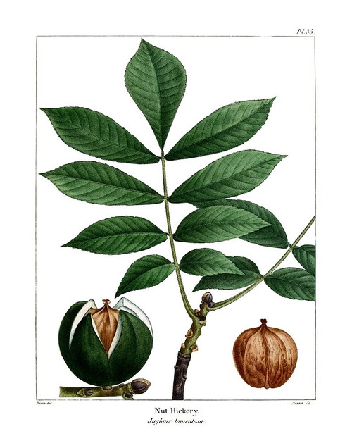 Nut Hickory Poster Print by Kelly Donovan - Item # VARPDX40503